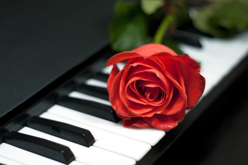 Rosa en llaves piano